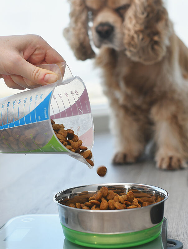 dog waiting for food bowl to be filled